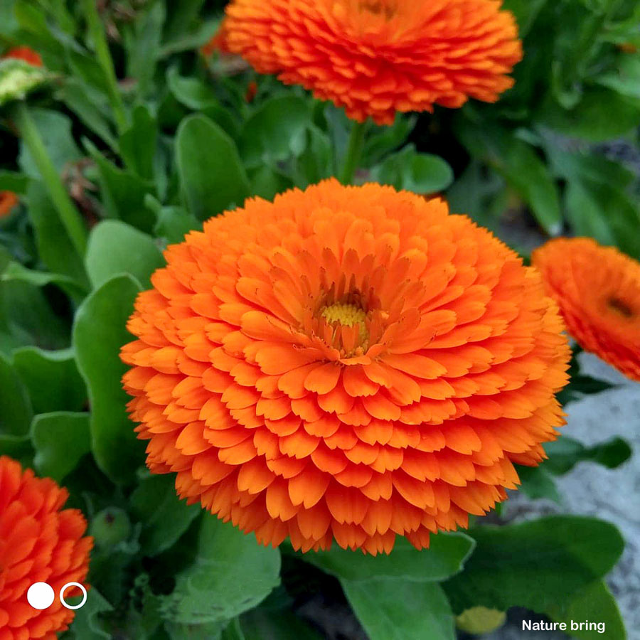 10 Best Flowers to Grow from Seeds Best Flowers