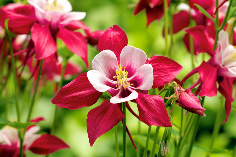 10 Best Flowers to Grow from Seeds Best Flowers