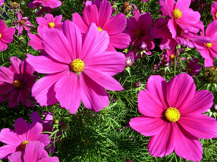 10 Best Flowers to Grow from Seeds Best Flowers