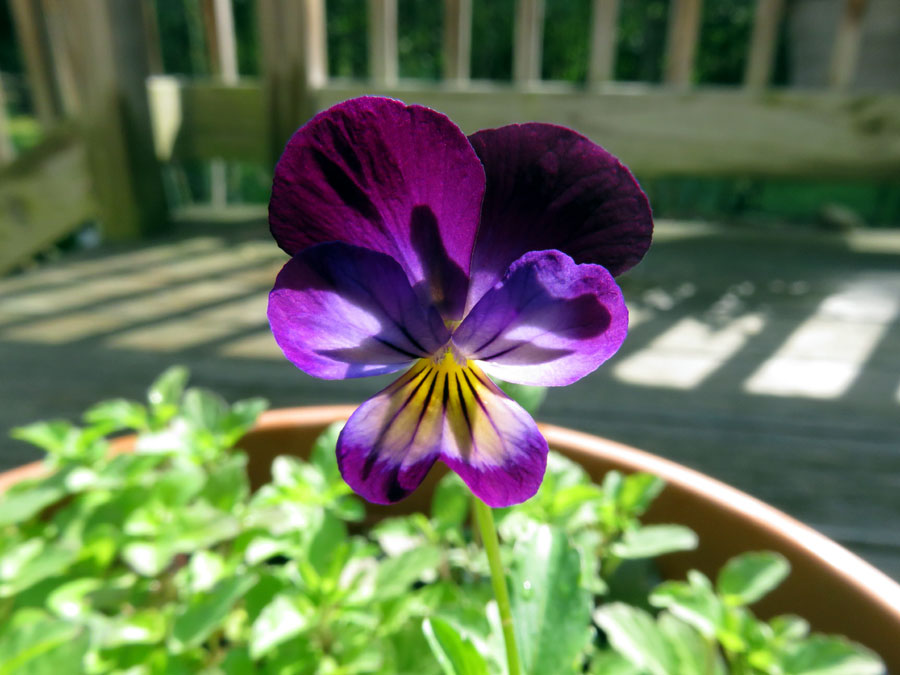 10 Best Flowers to Grow from Seeds Best Flowers to Grow from Seeds