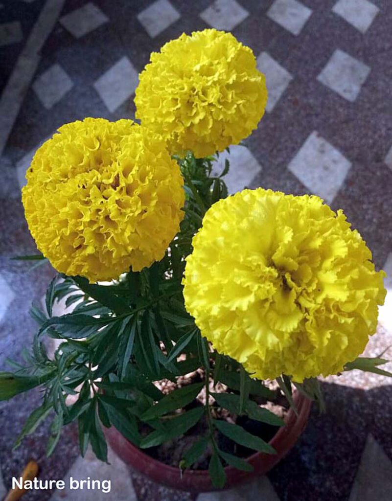 10 Best Flowers to Grow from Seeds Best Flowers