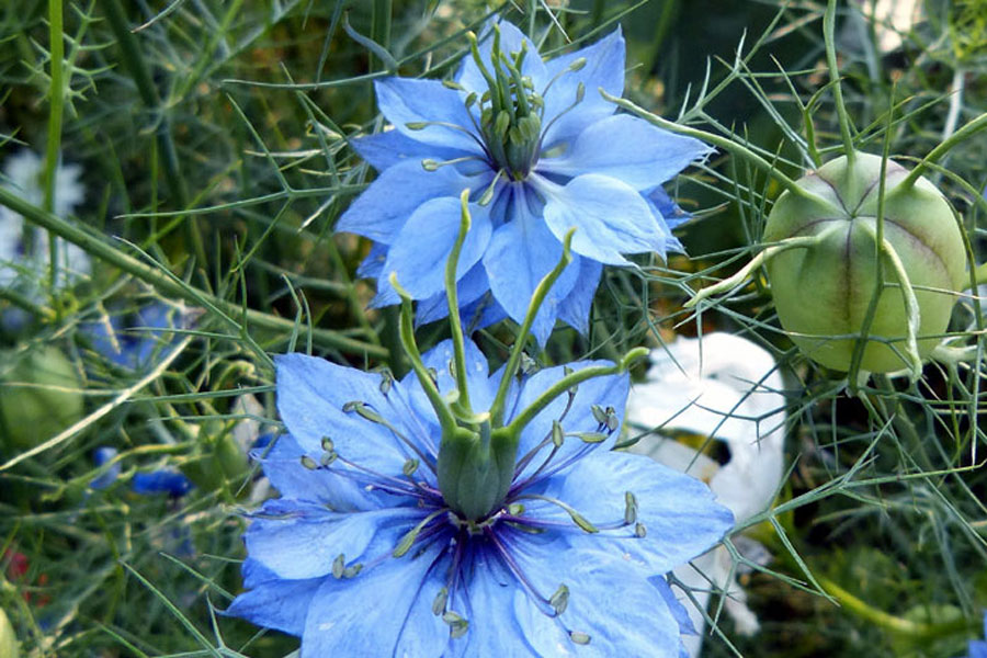 10 Best Flowers to Grow from Seeds Best Flowers to Grow from Seeds