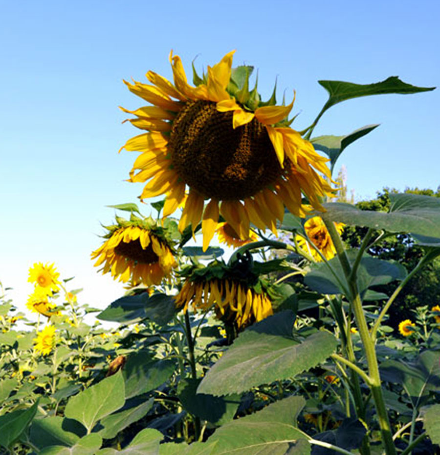 10 Best Flowers to Grow from Seeds Best Flowers
