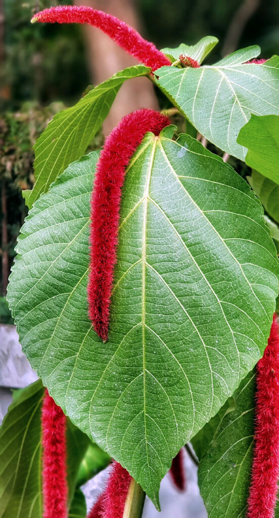 Annual Flowers