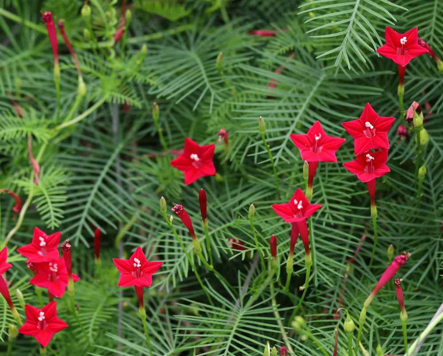 Annual Flowers