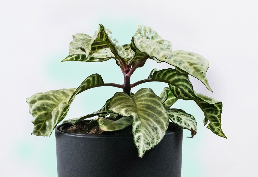 How to Grow Zebra Plants indoors | Growing Aphelandra squarrosa Aphelandra squarrosa