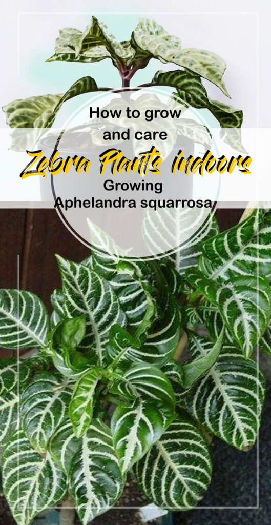 Растения зебры (Aphelandra squarrosa)