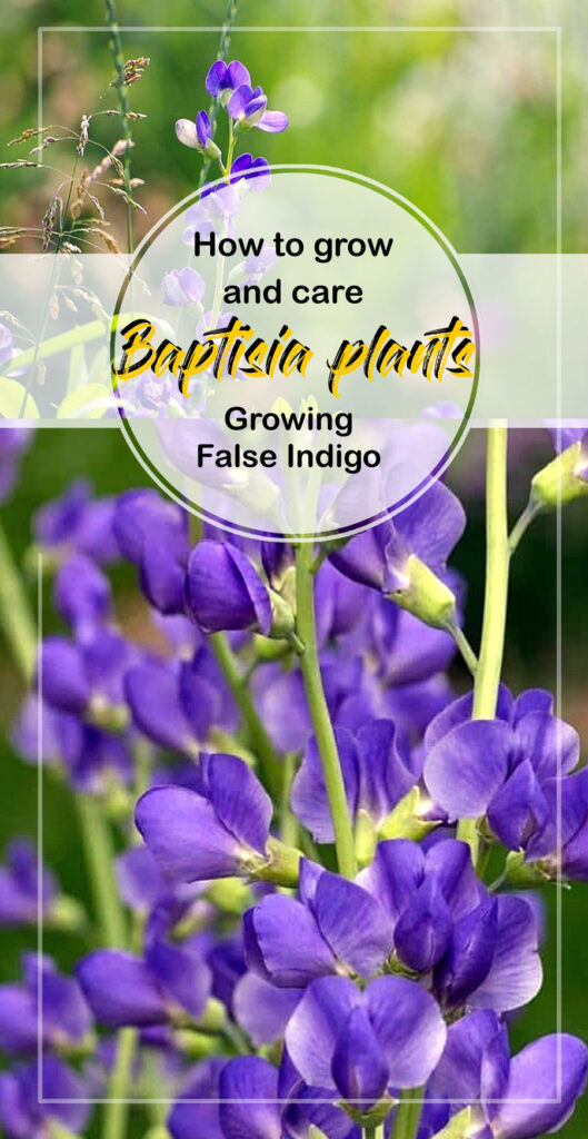 Крестильные растения |  Ложный индиго