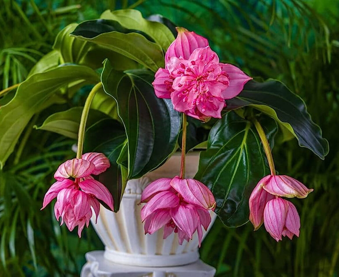 How to Care Medinilla Magnifica Plant | Growing Rose Grape