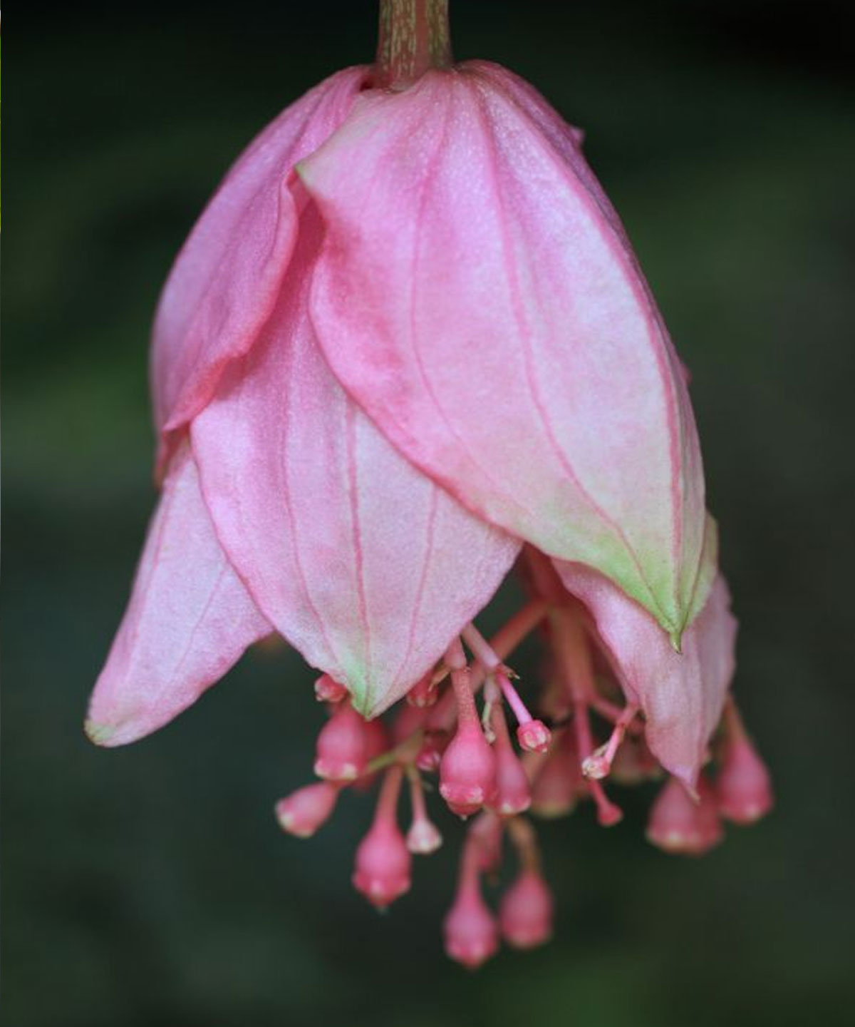 How to Care Medinilla Magnifica Plant | Growing Rose Grape