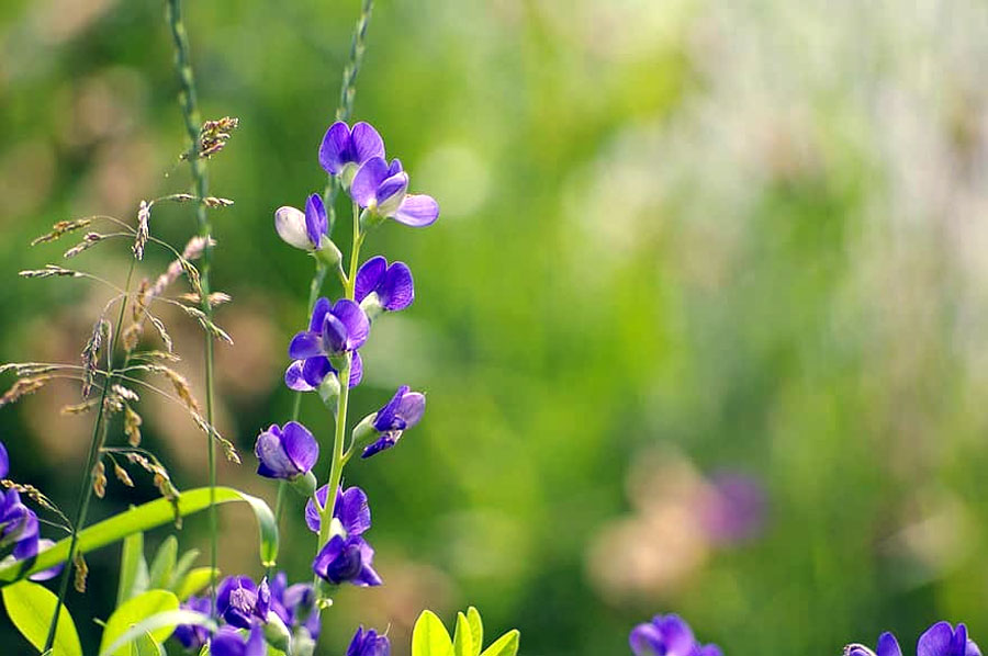 How to Grow and Care for Baptisia Plants | Growing False Indigo Baptisia Plants | False Indigo