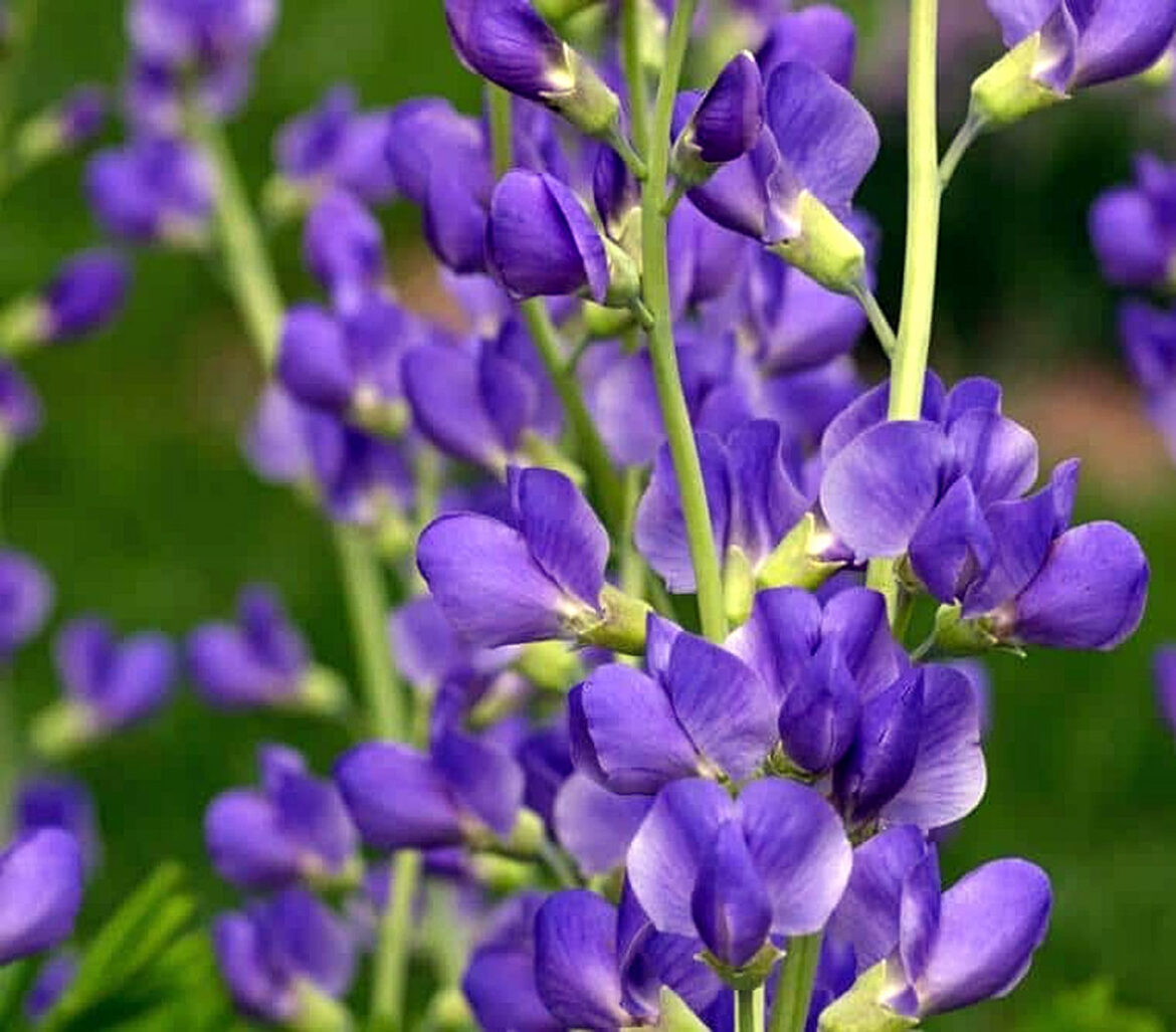 How to Grow and Care for Baptisia Plants | Growing False Indigo