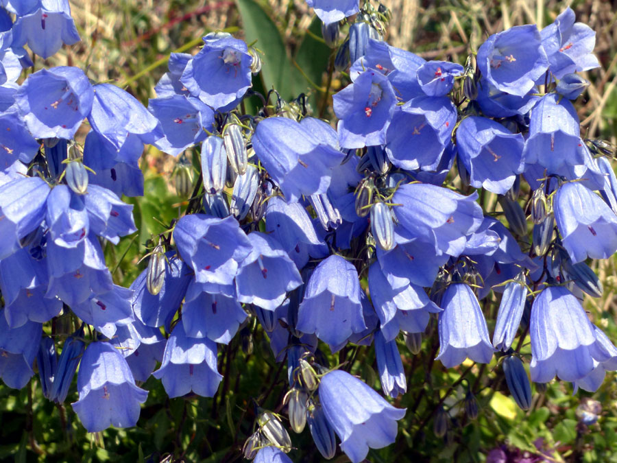 Campanula Bellflower Care | Campanula Growing from seeds