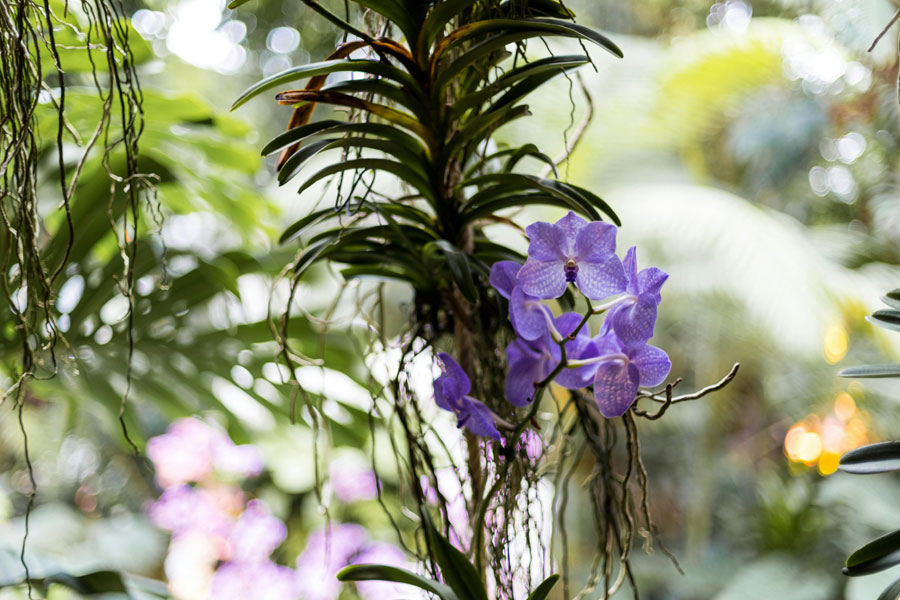 #vanda orchids
#vandas
#vanda orchid plant
