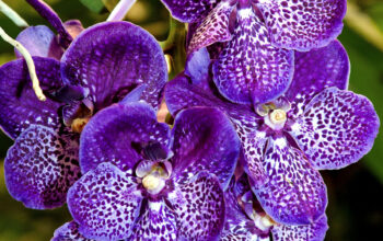 vanda orchids