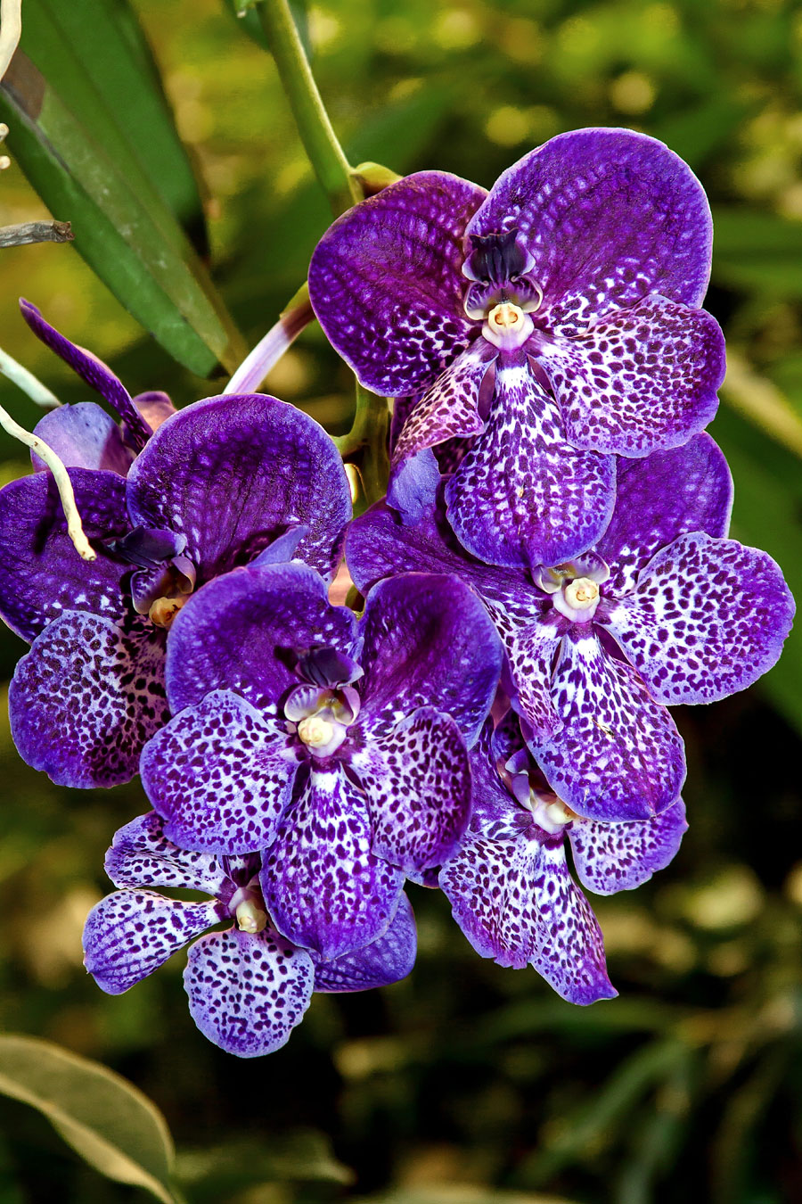 Caring Tips for Vanda Orchids | Growing Vandas