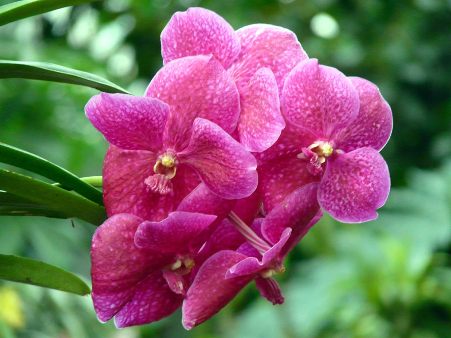 #vanda orchids
#vandas
#vanda orchid plant