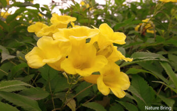Tacoma plants